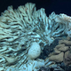 Image: NOAA Office of Ocean Exploration and Research, 2015 Hohonu Moana